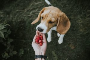Hund bekommt Himbeeren