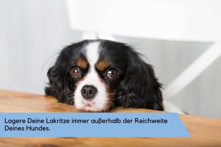 Dürfen Hunde Lakritze essen? 2024 Hund.Tips