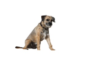 Border Terrier Rassenporträr