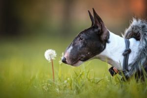 Bullterrier auf der Wiese