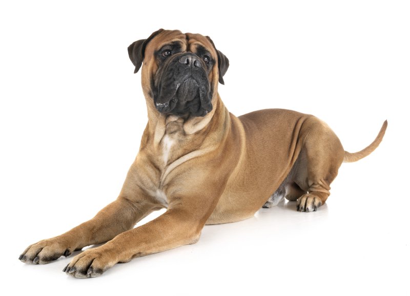 Bullmastiff liegt auf dem Boden.