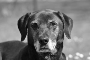 Ca de Bestiar im Rasseportrait