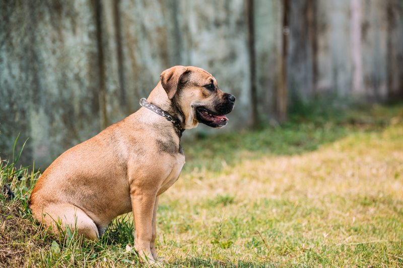 Ca de Bou Hund draußen sitzend