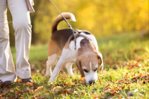 Teering Walker Coonhund