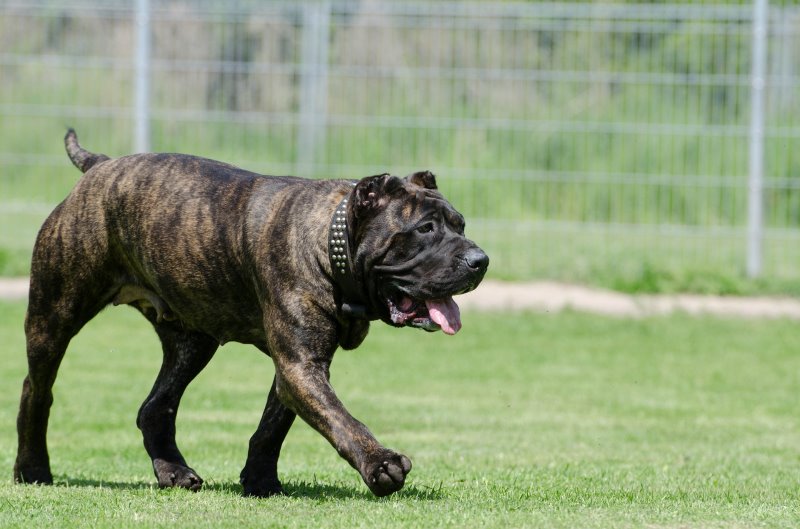 Dogo Canario im Garten
