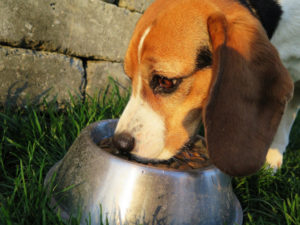 Hund isst aus einem Napf