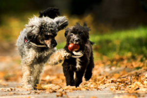 Dürfen Hunde Kastanien fressen