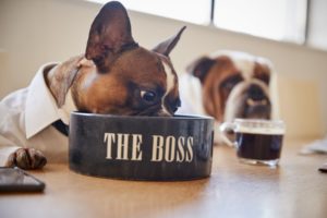 Dürfen Hunde Reis essen? Beitragsbild