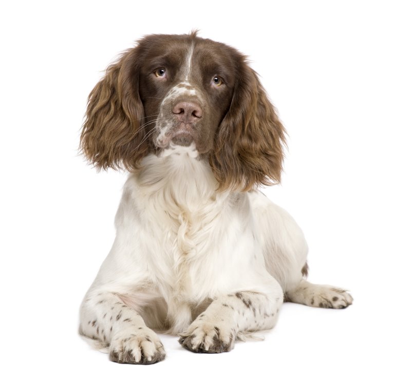 english springer spaniel rasseportraet