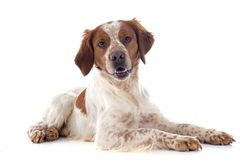 Hund liegend