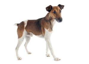 Glatthaar Foxterrier