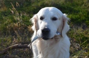 Hund mit Fisch im Mund