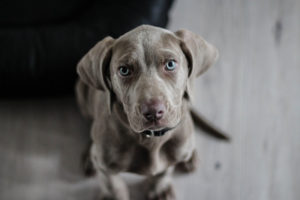 Hundeblick