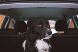 Hund im Kofferraum durch Hunderampe