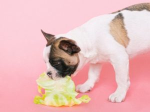 Hund, der Kohl ist.