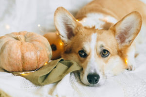Hund liegt neben Kürbis