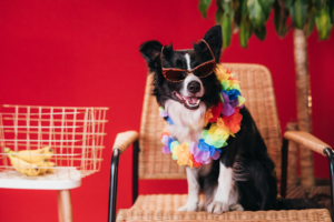Ein Hund in einem süßen Sommer-Outfit.