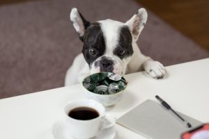 Hund starrt auf Lakritz auf dem Tisch