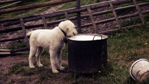Für den Hund einen kleinen Schluck von der frischen Milch