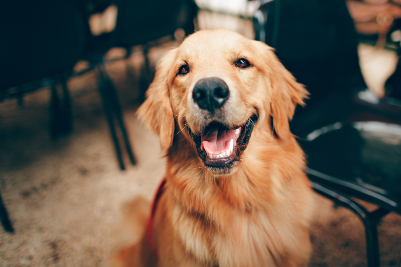 Darf Mein Hund Honig Essen Dürfen Hunde Honig essen? - Wir klären auf! | Hund.Tips