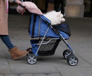 Ein kleiner weißer Hund sitzt in einem blauen Hundebuggy für die Stadt.