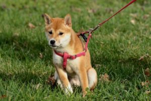 Hundegeschirr für mehr Sicherheit