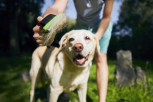 Ein Hund wird mit einem Hundekamm gekämmt.