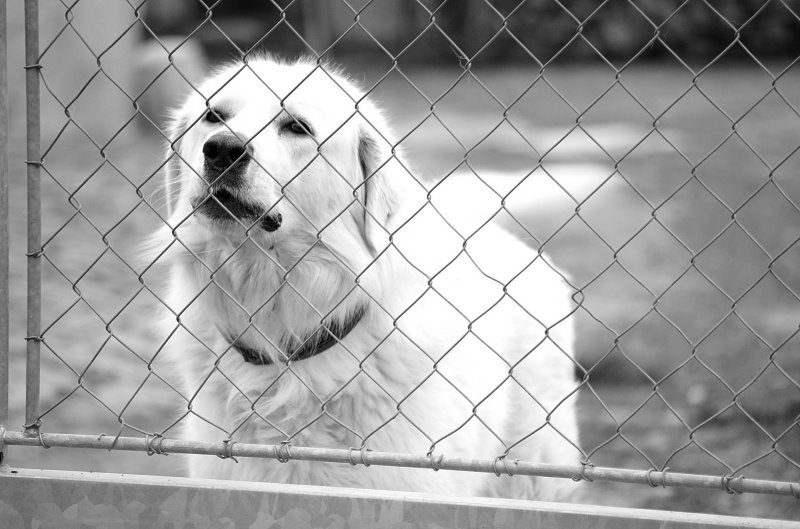 Hundeportrait Slovensky Ccuvac