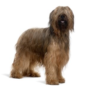 Hunderasse-Porträt Briard