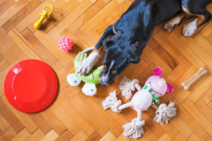 Hund mit einer Auswahl an Hundespielzeug