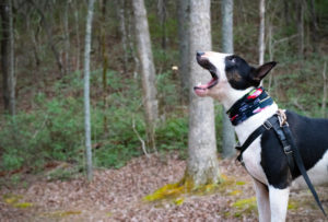 hund-isst-snack
