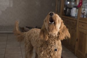 Jaulender mittelgroßer brauner Hund