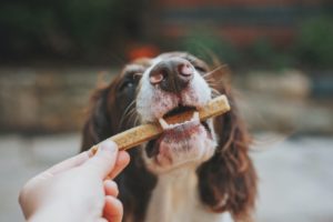 Kaninchenohren mit Fell reinigen die Zähne vom Hund beim Kauen
