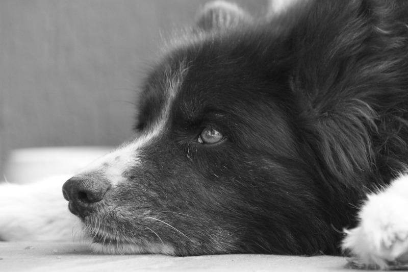 Karelischer Bärenhund in schwarz weiss