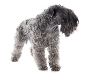 Kerry Blue Terrier vor weißem Hintergrund