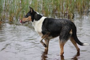 Kurzhaarcollie im Wasser