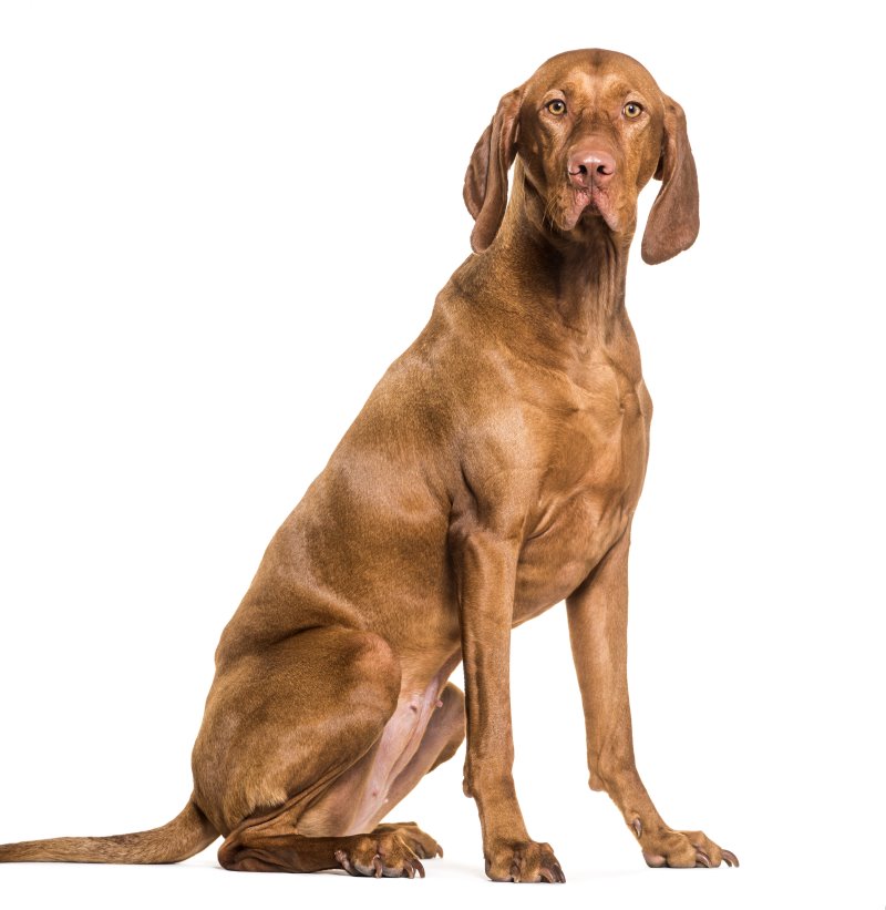 Kurzhaariger ungarischer Vorstehhund