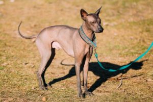 Mexikanischer Nackthund Xolo