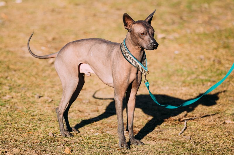 Mexikanischer Nackthund Xolo