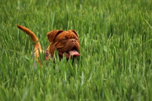 natürlicher Zeckenschutz für Hunde