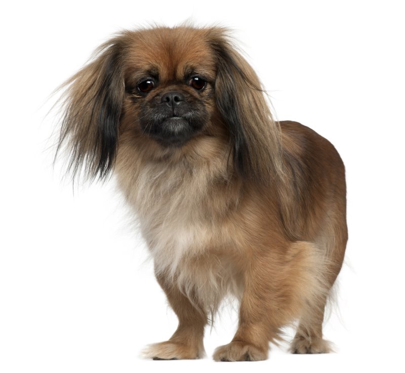 pekingese vor weißem Hintergund