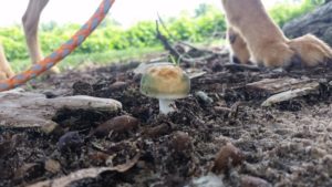 Hund im Wald mit einem Pilz