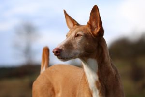 podenco-canario