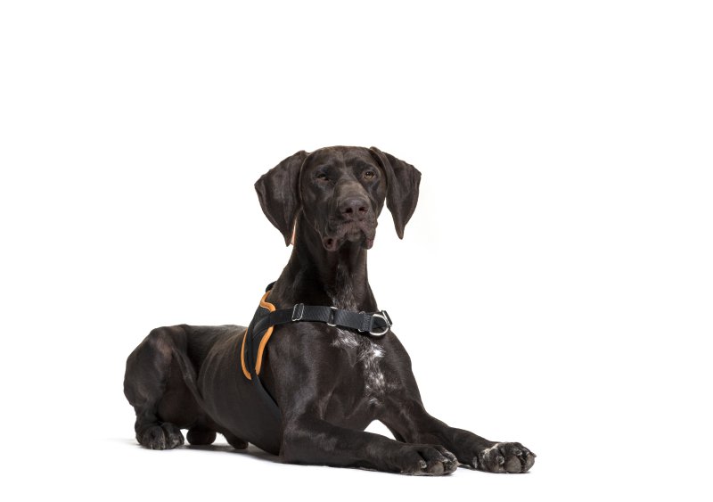 Liegender deutscher Pointer