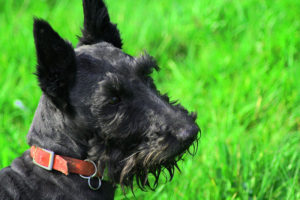 rasseportraet-scottish-terrier
