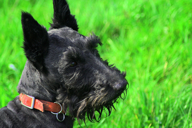 rasseportraet-scottish-terrier