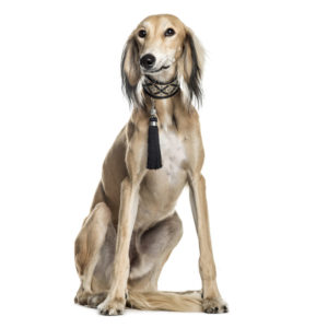 Ein befederter Saluki sitzt vor weißem Hintergrund.