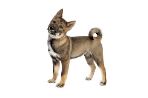 Shikoku vor weißem Hintergrund