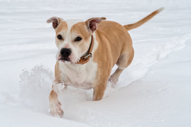 staffordshire-bullterrier
