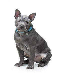 Thai Ridgeback im Rasseporträt